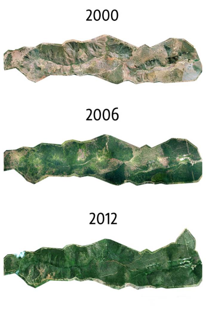 Reforestation on little scale in Brazil